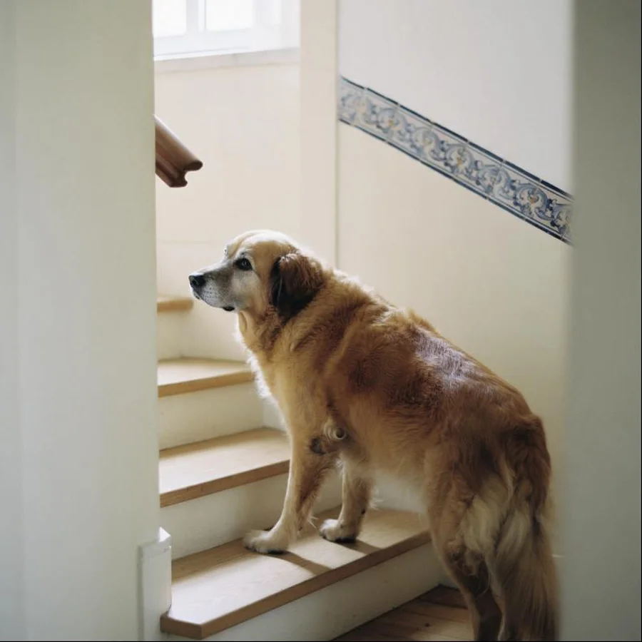 Cão sénior hesitante ao fundo das escadas